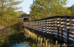 The Great Swamp